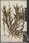 Foto von Salix viminalis L.